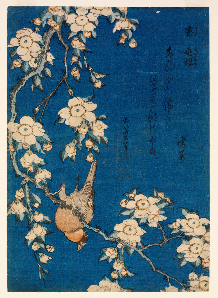 葛飾北斎《鷽 垂桜》