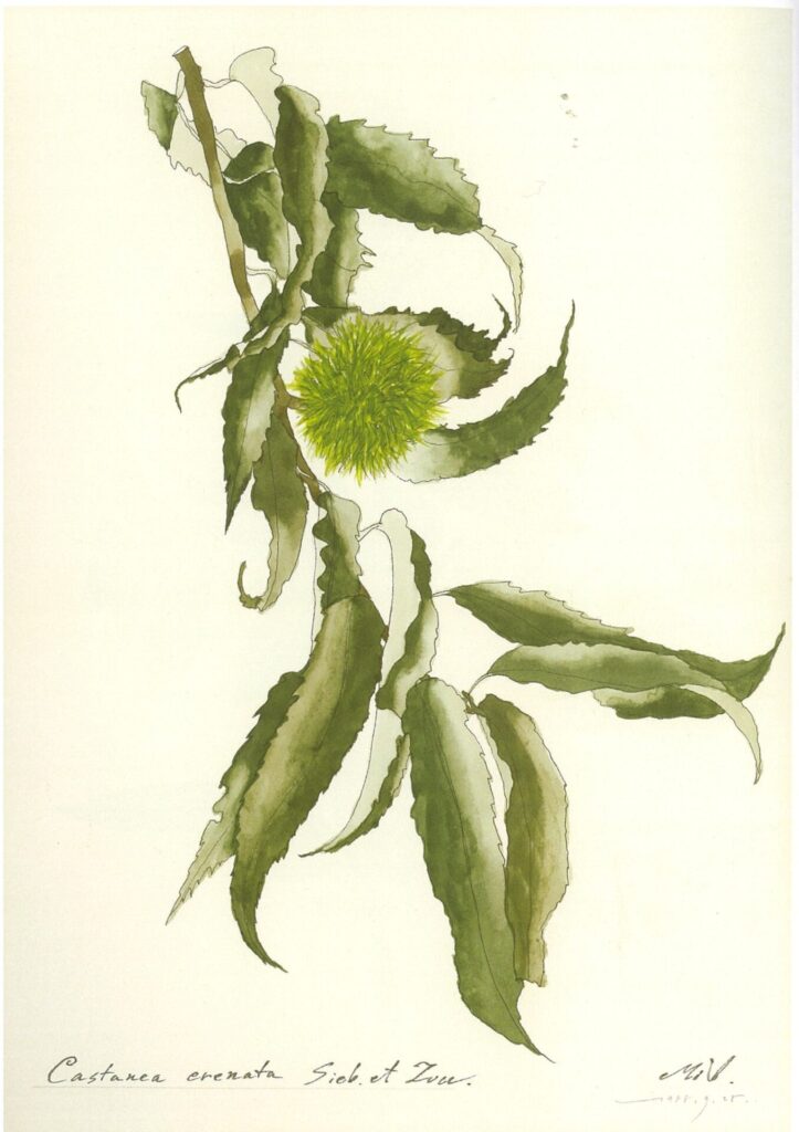岩田道夫《Castanea crenata Siebold et Zucc.（栗）》