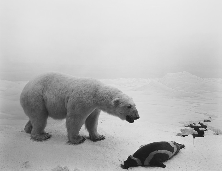 雪と氷の上に立つホッキョクグマと、手前に横たわるアザラシを写したモノクロ写真。自然史博物館のジオラマを撮ったものだが、野外で撮った写真のように見える